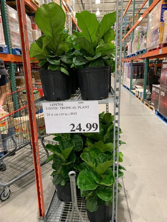 [Costco] 10 inch pots of Exotic Tropical Plants (Fiddle leaf fig