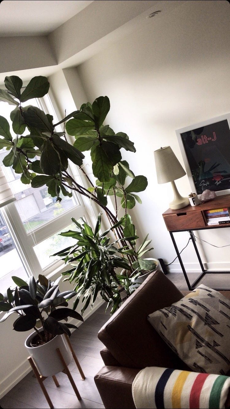 [Costco] Costco.ca Fiddle leaf artificial fig tree 119.99 + FS Page