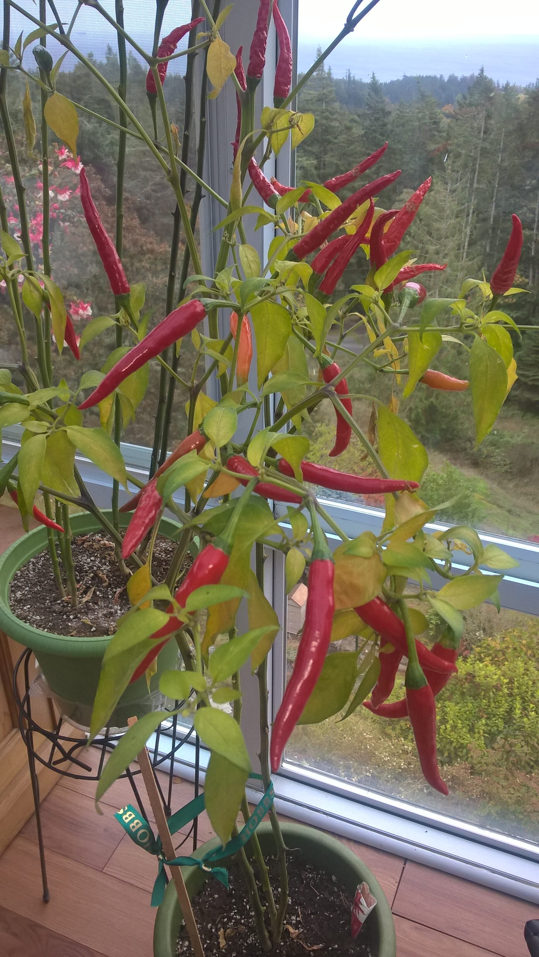 Advice on what seed/potting soil to buy for hot peppers - RedFlagDeals.com  Forums
