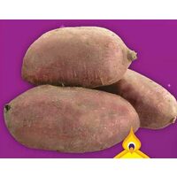 Large Purple Sweet Potatoes