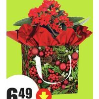 Flowering Christmas Gift Boxes