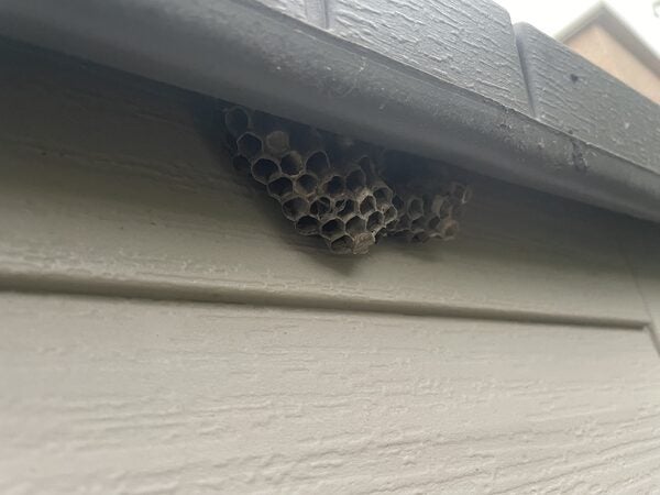 how-to-stop-wasps-and-bees-from-nesting-under-roof-overhang