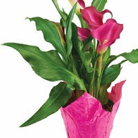 6" Calla Lily or 6" Premium Tropical Plant