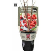 Raspberries Plant Pack
