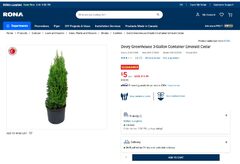 Emerald Cedar tree - 3 Gallon Pot $5 Reg $20