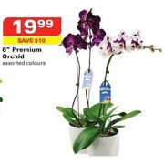 6" Premium Orchid - $19.99 ($10.00 off)
