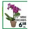 2.5" Mini Orchids - $6.88