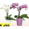 Phalaenopsis Orchid In Ceramic Pot - $14.99