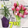 10 Stem Tulip Bouquet or Potted Easter Lilies - $7.99